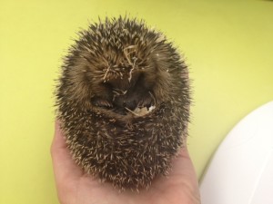 Igel